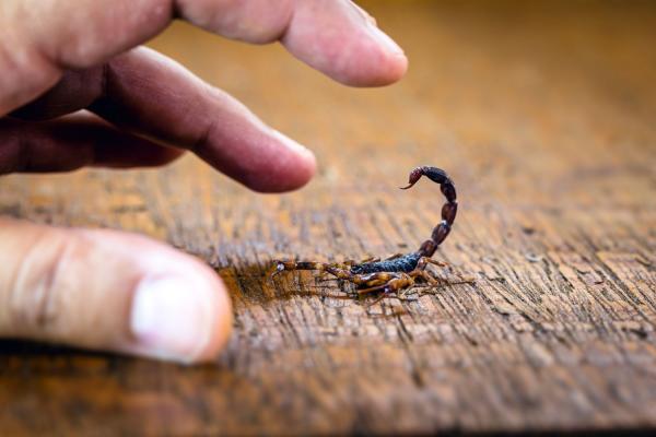 Angajata unui supermarket din Constanța a fost muşcată de un scorpion