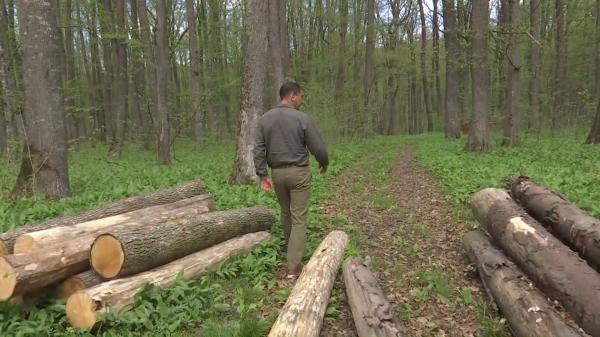 Pedepse mai aspre pentru cei care agresează pădurarii. În ultimii ani, peste 700 de silvicultori au fost atacaţi