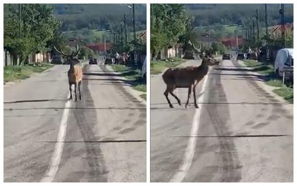 Un cerb superb a apărut pe străzile unui sat din Gorj. Localnicii au ieșit la porți să-l admire: ”Așa ceva nu vezi în fiecare zi!”