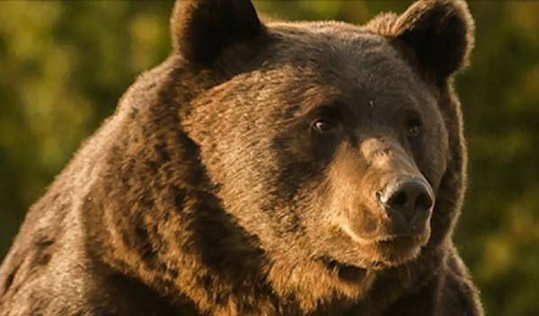 Prinţul din Lichtenstein ar fi fost chemat la pont, de cineva de la asociaţia de vânători, ca să-l împuşte pe ursul Arthur