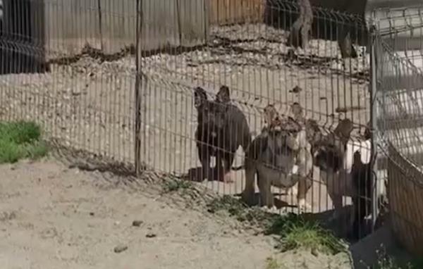 Câini fără pedigree, vânduţi de un român pe mii de euro în Italia. Bărbatul ar fi falsificat actele patrupedelor