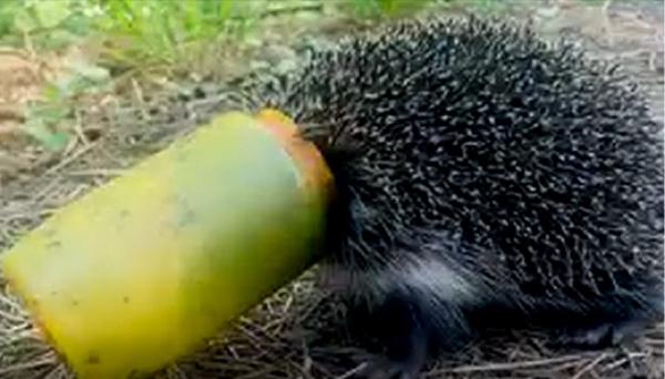 Voluntarii din Suceava, chemaţi să ecologizeze o pădure şi un parc de la marginea oraşului