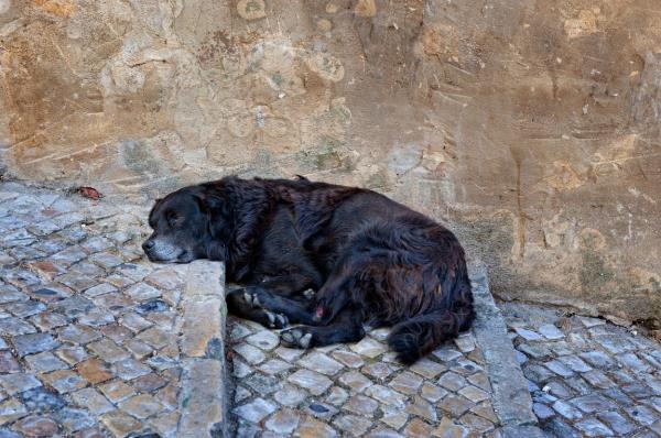 17.000 de euro, despăgubirea pe care o poate primi o fetiţă pentru că a fost muşcată de un câine comunitar. Primăria Mediaş, bună de plată