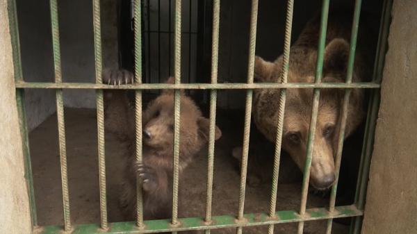 Imagini emoționante cu ursoaica eliberată la Zărnești, după 38 de ani de captivitate. Încă are obiceiul de a căuta marginea cuștii