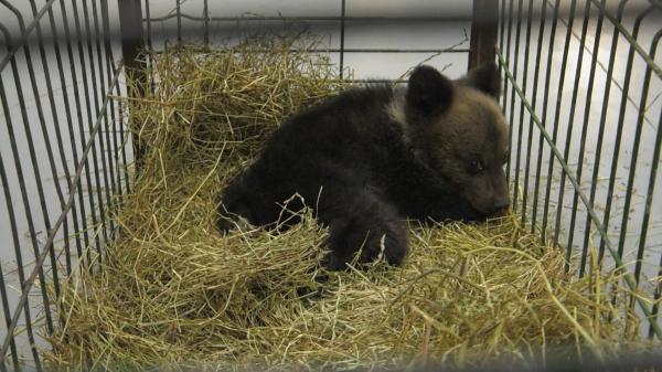 Unul din 10 români spune că a avut probleme în gospodărie din cauza urșilor. Ce arată statisticile