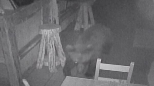 Momentul în care un urs a dat iama într-un restaurant din Covasna. Ce a lăsat animalul în urma sa