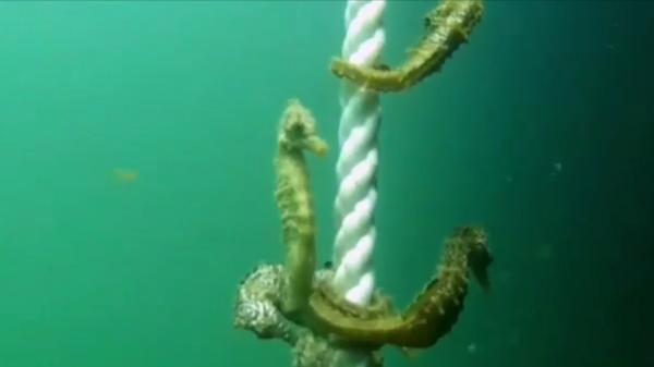 Imagini spectaculoase cu zeci de căluţi de mare, în portul Constanţa. Vietăţile erau înşirate precum mărgelele pe sfoara unui năvod