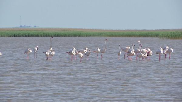 Imagini spectaculoase la malul Mării Negre. Zeci de păsări flamingo au poposit pe lacul Nuntaşi