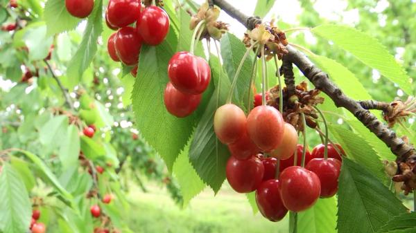 Cireşele s-ar putea scumpi chiar mai mult faţă de cum ne-am fi aşteptat. Pomicultorii sunt sideraţi: "Luăm creanga, are două cireşe"