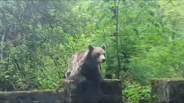 În aşteptarea fotografiei perfecte: Urs surprins de şoferi lângă Barajul Vidraru