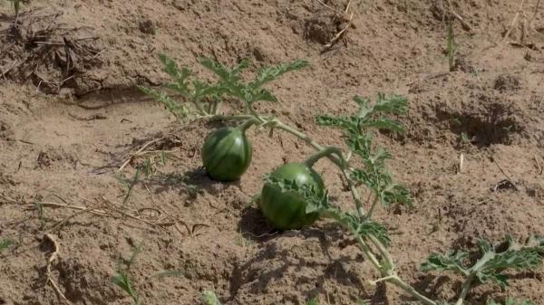 Pepenii de Dăbuleni se mai lasă aşteptaţi. Producător: "Bătaie de joc. Ei fac prețul"