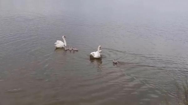 Aventura unei familii de lebede, ieșită la plimbare pe o șosea din Vrancea