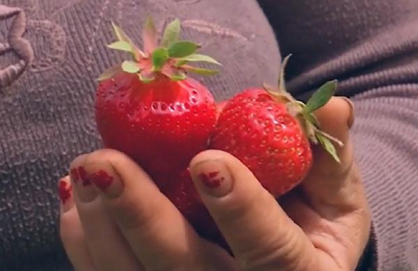 Căpşunile din Polovragi, pe cale de dispariţie: "Este foarte greu, nu poţi să te descurci"