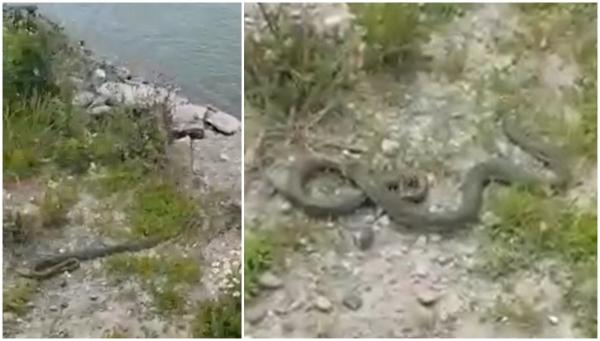 Şarpe de aproape 2 metri lungime, găsit într-un parc aglomerat din Drobeta Turnu Severin. Reptila a fost prinsă de jandarmi