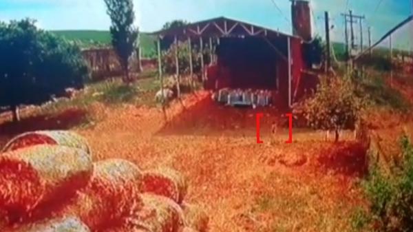 Imagini cu ultimele momente din viața fetiței de 3 ani, din Constanța, care a fost sfâșiată de animalele sălbatice