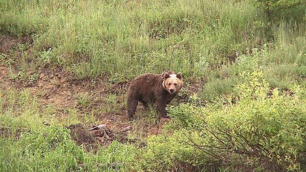 Oamenii dintr-o comună din Mureş, terorizaţi de urşi: "Mă duc la lucru dimineaţa, îmi iese înainte şi am murit, copilul cine mi-l creşte?"
