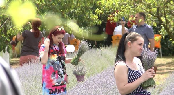 Vaccinare în lavandă, experienţă unică în Timiş: "E foarte frumos. După vaccinare, vine relaxarea în lavandă"