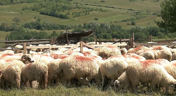 Oile şi holdele, binecuvântate în a doua zi de Rusalii. Preot: "Ne rugăm să fie păzite de fulgere, de prădători"