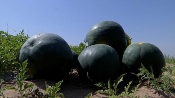 Au apărut pepenii de Dăbuleni. Producătorii ne arată cum să îi alegem pe cei copţi şi dau asigurări că sunt mai buni ca niciodată