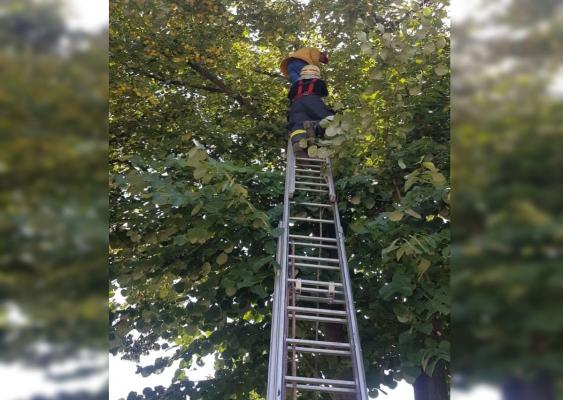 Un vasluian a chemat pompierii să-l dea jos din tei  VIDEO