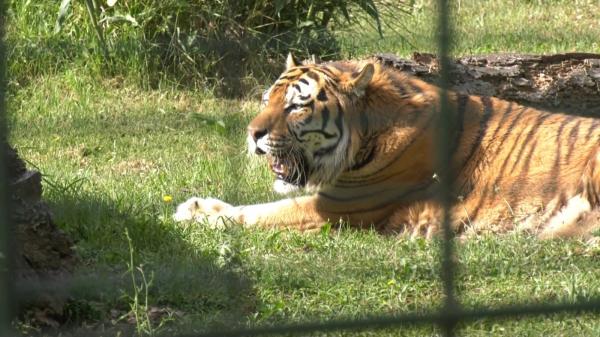 Tigrii siberieni şi lupii arctici de la Grădina Zoologică din Oradea, afectaţi de temperaturile caniculare