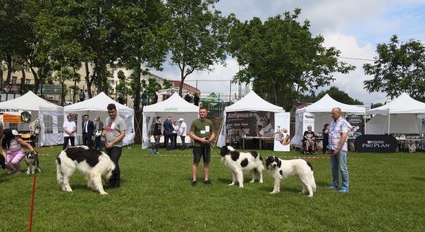 Zeci de câini de rasă s-au întrecut în frumusețe la Iași, la Animal Fest, iar juriul a dat verdictul final