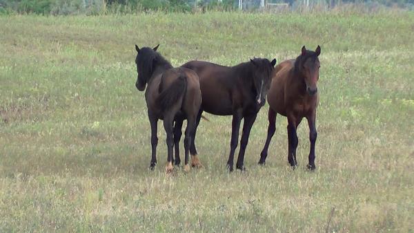 Insula Ostrov, magnet pentru turiştii pasionaţi de cai sălbatici. Peste 130 de exemplare le încântă privirile curioşilor