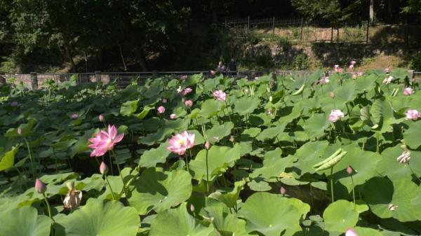 Paradis exotic, în centrul staţiunii Băile Felix: Nuferi, lotuşi uriaşi, lacuri pline cu specii de peşti unice şi broaşte ţestoase