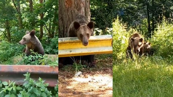 Urşii s-au mutat în stațiunile de pe Valea Prahovei şi pe Transfăgărăşan