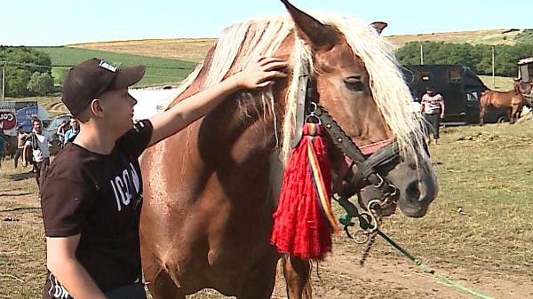 Cel mai mare târg de cai din Transilvania s-a redeschis: "Calul dacă e mai amărât, stăpânul trebuie să aibe valoare"