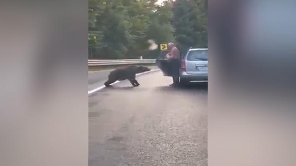 Un şofer din Vrancea a coborât din maşină pentru a hrăni un urs, pe marginea şoselei. Inconştienţa, filmată de alţi participanţi la trafic