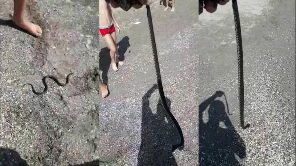 Un şarpe a fost zărit pe plaja din Venus. Reacţia turiştilor: Aoleu, un şarpe viu