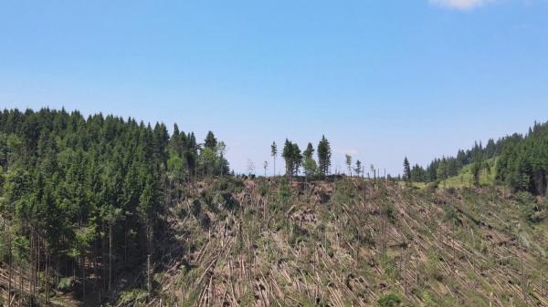 Dezastrul după furtună: Mii de copaci rupţi din rădăcină. "Cel puţin în zona asta, eu nu ştiu să fi fost vreodată aşa ceva. Arborii sunt doborâţi în mai multe direcţii"