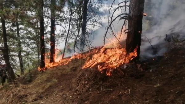 Incendiu de vegetaţie în Parcul Naţional Porţile de Fier. Flăcările au cuprins 6 hectare de pădure de conifere. VIDEO