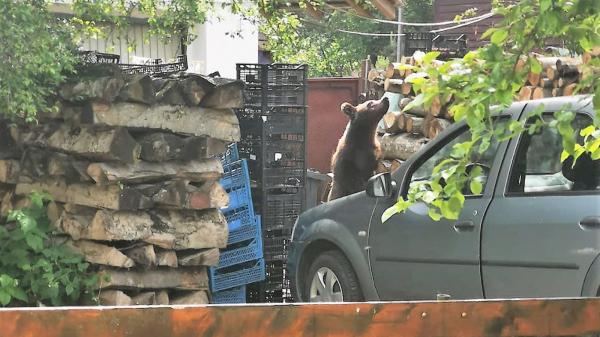 Dramele oamenilor care trăiesc în ”ținutul” urșilor din Harghita și Covasna. Aflați duminică, la ora 19, într-un amplu reportaj marca Observator