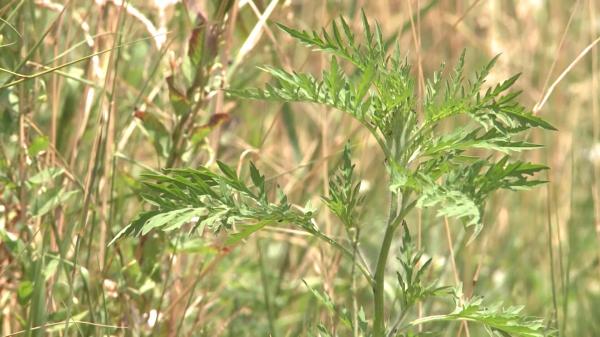 Alergia la ambrozie afectează tot mai multe persoane. Care sunt simptomele şi ce avertizează medicii: "Pacienții ajung să nu mai poată respira"