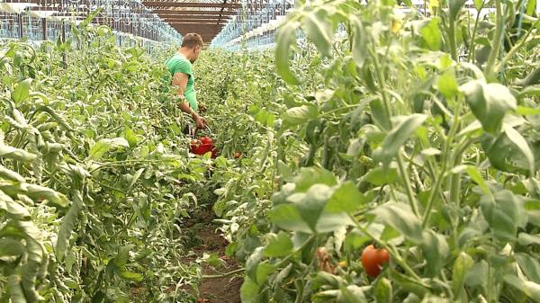 Legumele româneşti prind cu greu un loc pe rafturile din supermarketuri. Legumicultorii rămân cu marfa sau o vând pe sume derizorii