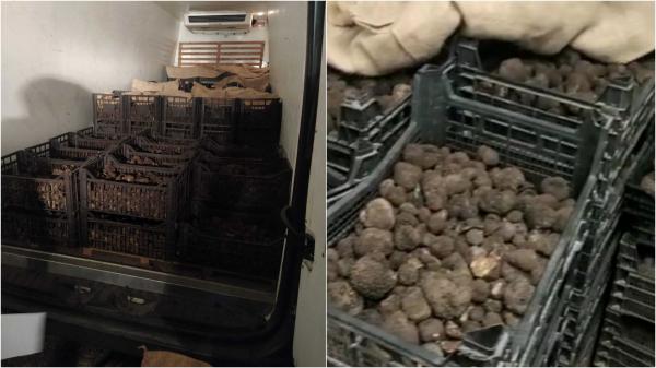 Şofer italian, prins cu peste o tonă de trufe negre pentru care nu avea acte, în judeţul Neamţ