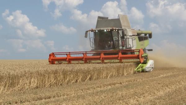 Producţie record de grâu în 2021. Agricultorii culeg roadele muncii, după o întârziere de aproximativ 3 săptămâni din cauza vremii extreme