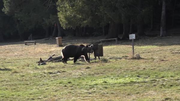 În ce condiţii vor fi împuşcaţi urşii care dau târcoale gospodăriilor. Soluţia este însă una pe termen scurt