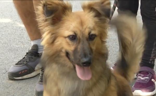 Parcul Izvor găzduieşte în această vară târgul de adopţii. Autorităţile caută stăpâni pentru o mie de câini abandonaţi