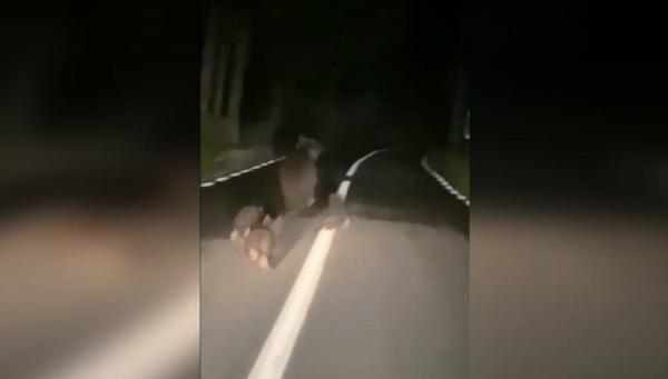 O ursoaică cu trei pui jucăuşi, la plimbare pe şosea din Neamţ.