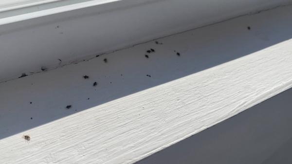 Tigrul platanului a acaparat din nou marile oraşe, spre disperarea oamenilor: ''Nu poți să stai cu balconul deschis, te atacă''