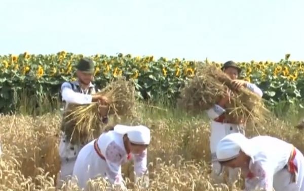 Sărbătorile câmpeneşti, readuse la viaţă într-o comună din Neamţ. Secerişiul a fost sărbătorit în mod tradiţional
