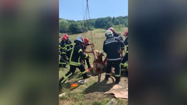 Misiune de salvare dificilă la Târgu Mureș, după ce un vițel a căzut într-o fântână încercând să se adape