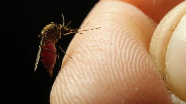 Cine este românul confirmat cu primul caz de infecţie cu virusul West Nile