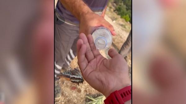 Moment emoţionant surprins în imagini: Un fluture însetat s-a aşezat pe mâna unui pompier pentru a soarbe câteva picături de apă, în Turcia