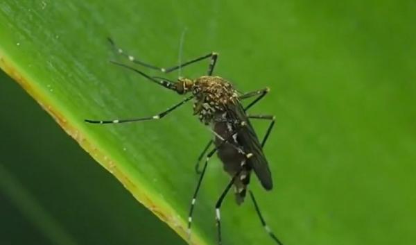 Specialiştii din Bucureşti sunt în alertă: Cei mai mulţi ţânţari purtători de West Nile au fost descoperiţi în sectoarele 5 şi 6