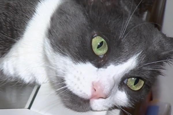 Ziua Internaţională a Pisicii. Cum au ajuns micile feline să ne cucerească iremediabil