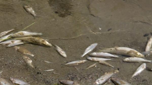 Catastrofă după otrăvirea apei unui râu din Hunedoara. Oamenii suportă cu greu mirosul sutelor de peşti morţi aduşi la mal.  "Este o bombă ecologică, un dezastru"